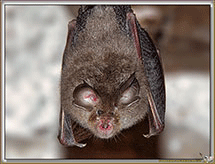 Chauve souris